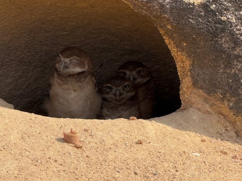Three shoco, the Aruban burrowing owl, sitting at the mouth of their burrow in a sand bank