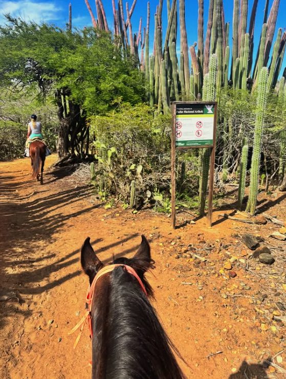 Riders on the red trail into Arikok National Park, passing a stand of cadushi cactus and a park boundary sign